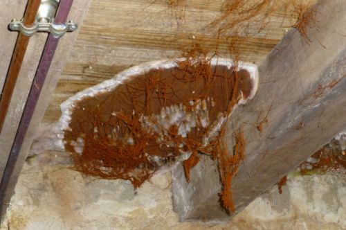 Entreprise traitement champignons Rhône